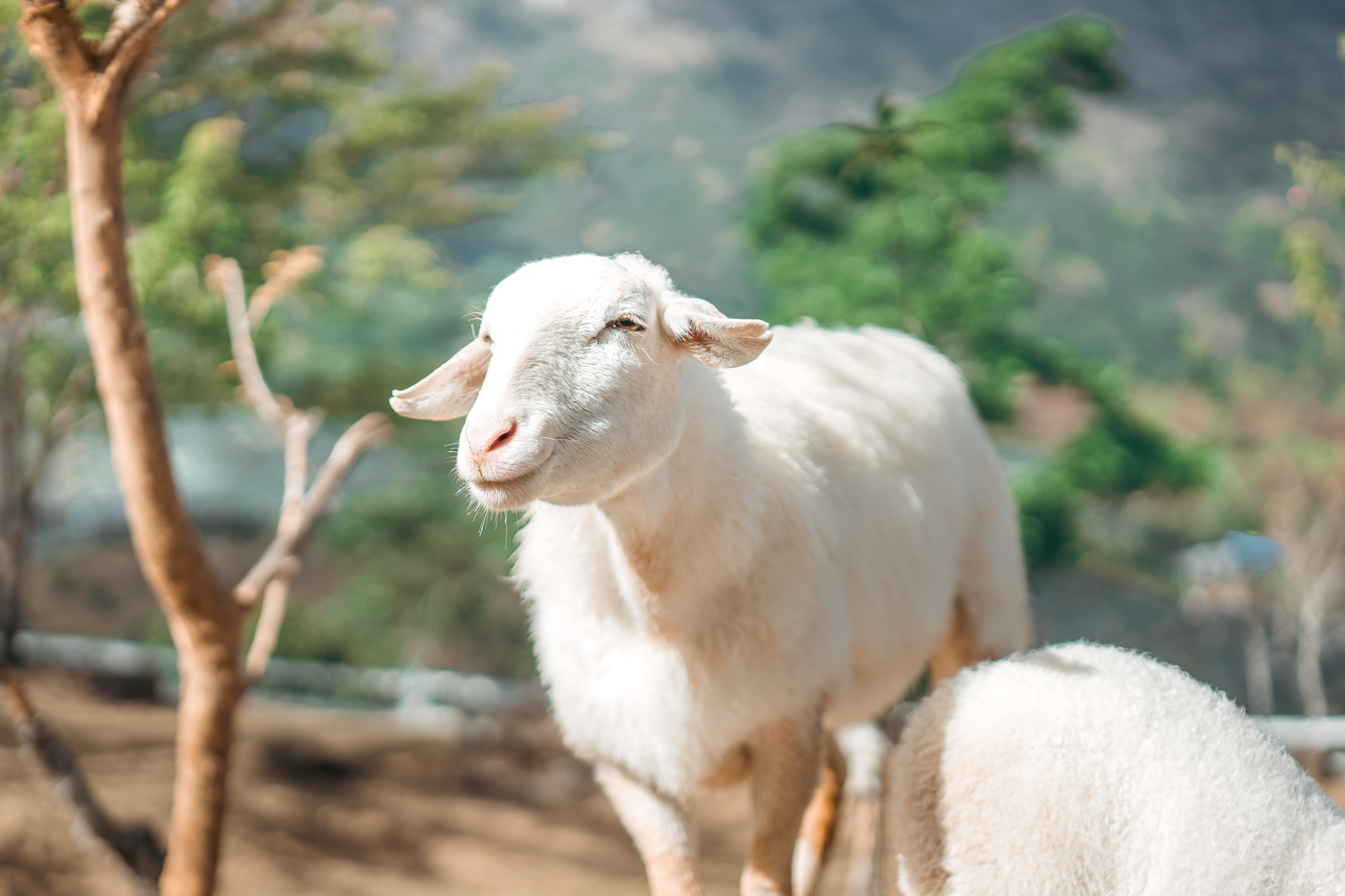 Qurbani/Udhiya Initiative